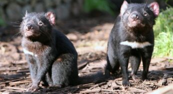 I diavoli della Tasmania reintrodotti nelle aree selvagge dell’Australia