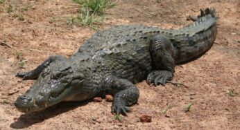 Il coccodrillo come fa? La risposta della Treccani
