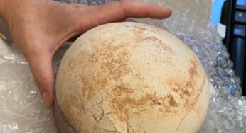 Bergamo, all’aeroporto di Orio al Serio spunta un uovo di dinosauro tra i pacchi