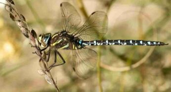 Fai come la libellula dragone: l’incredibile strategia per respingere le avances dei maschi non desiderati