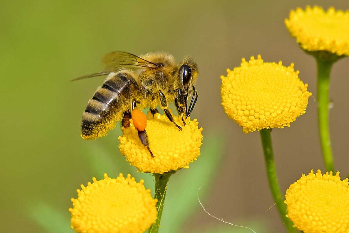 ape fare gol scienziati